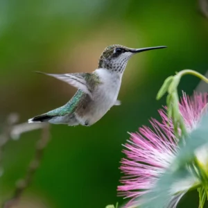 Hummingbird Habitat Package