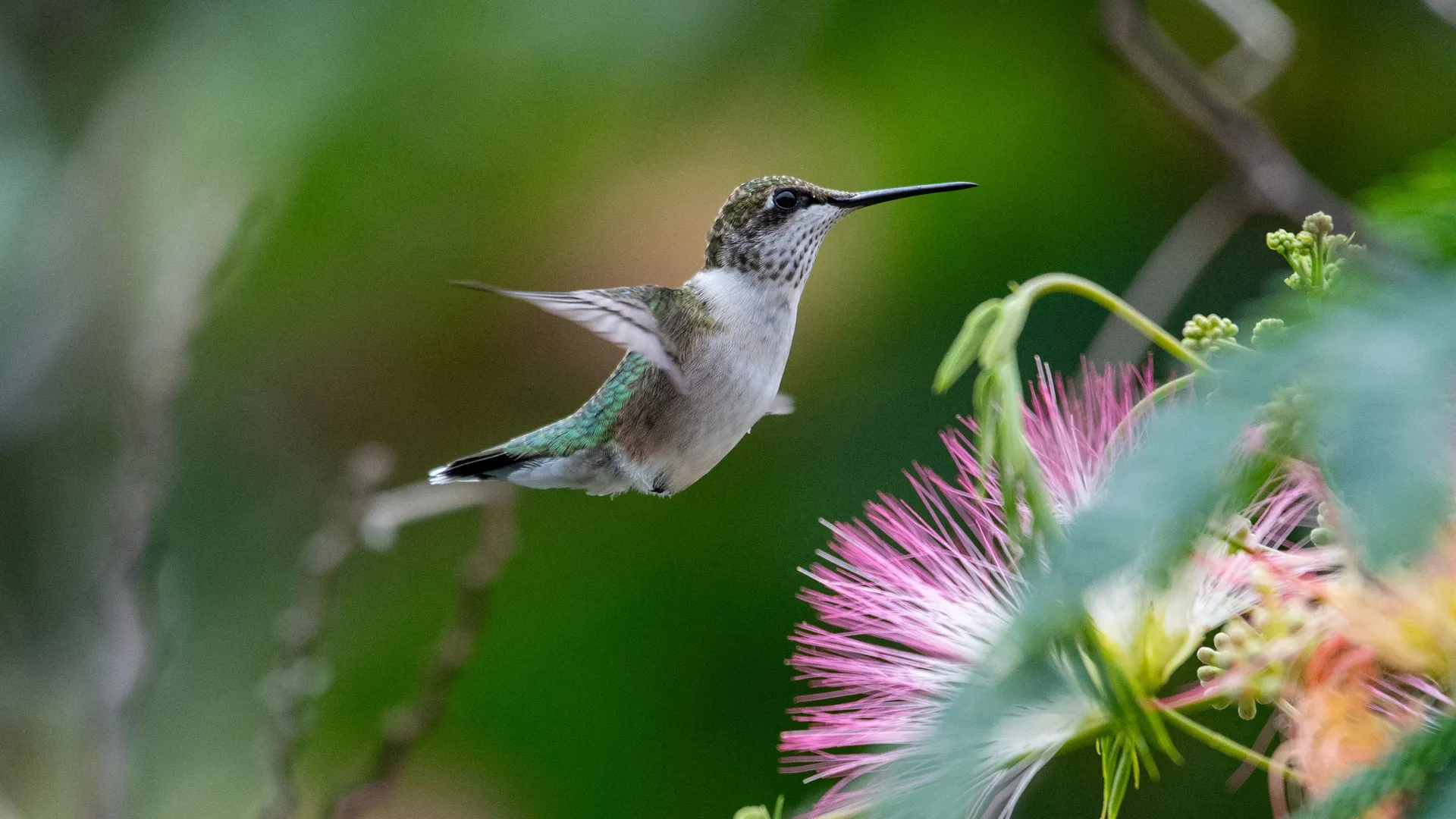 Hummingbird Habitat Package