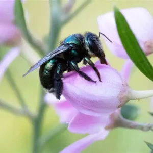 General Pollinator Package