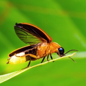 Firefly Package