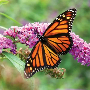 Monarch Package