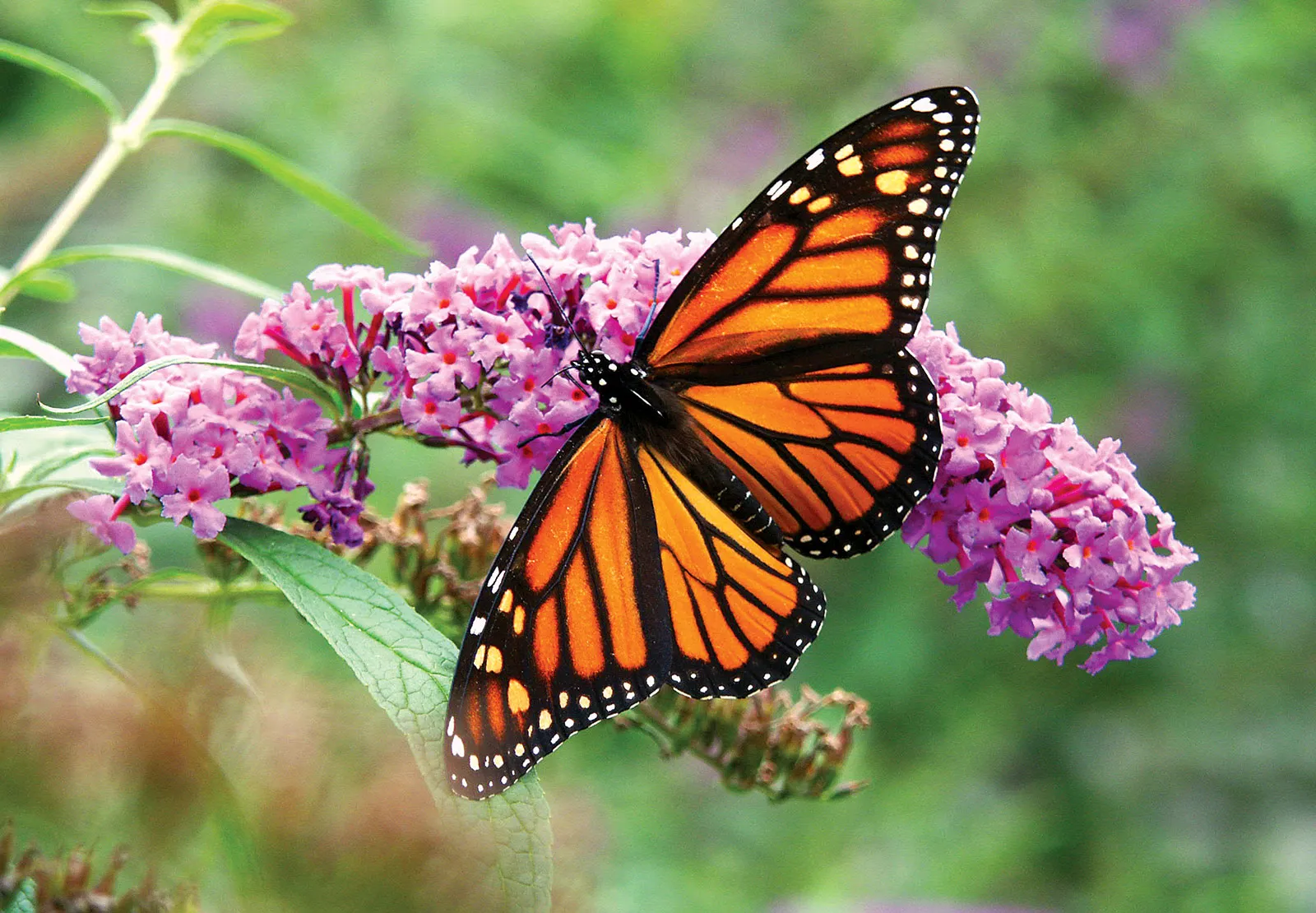 Monarch Package